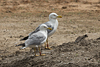 adult michahellis in April, ringed in the Netherlands. (93737 bytes)